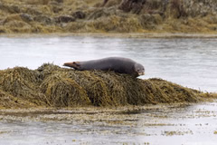 pxufx1tpyyzsidi0wobnydtiaeq0_Seal,_Ytri_Tunga_Beach,_Iceland,_20230505_0947_5017