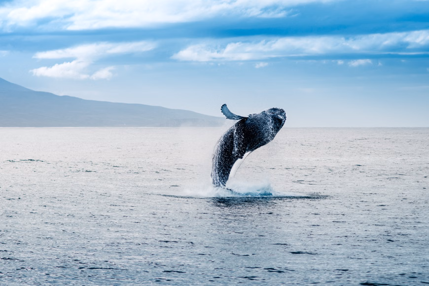 so8xb92mpy6tkihu4wv7qlyvowkp_Whale Watching Iceland