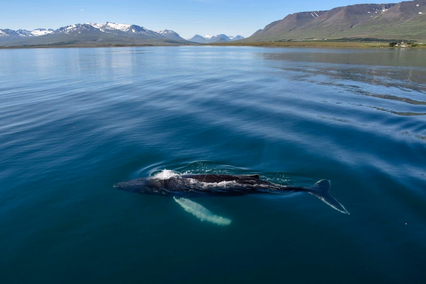 um5ub3l7akgzgp85y0iulxw3bvs1_Whale Watching-2